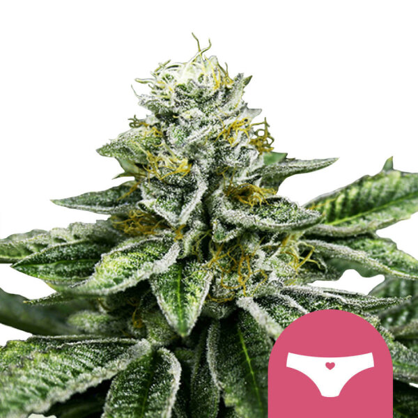 Royal Queen Seeds Samen Sherbet Queen feminisiert (3 Samen)