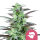 Skunk XL feminisierte  Samen 5 - Royal Queen Samen