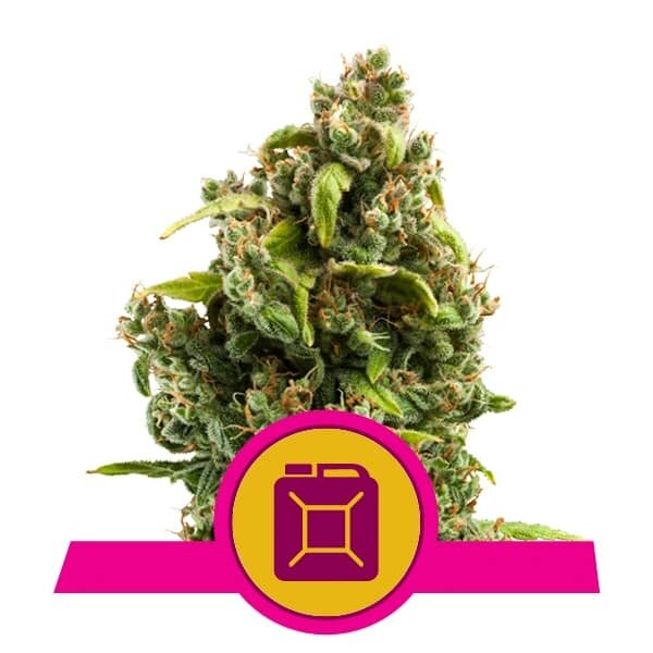 Royal Queen Seeds Samen Sour Diesel feminisiert (3 Samen)