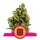 Royal Queen Seeds Samen Sour Diesel feminisiert (3 Samen)