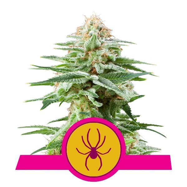 White Widow feminisierte - 3 Samen - Royal Queen Samen