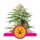 White Widow feminisierte - 3 Samen - Royal Queen Samen