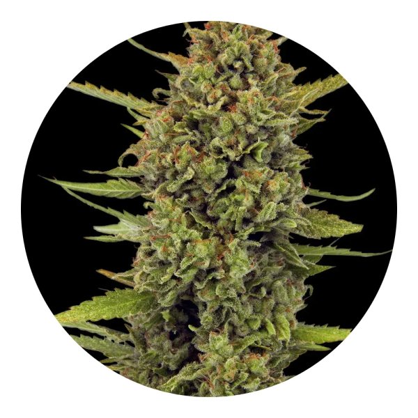 Barneys Farm Acapulco Gold - 3 Seeds