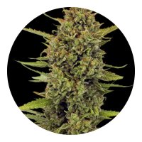 Barneys Farm Acapulco Gold - 3 Seeds
