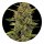 Barneys Farm Samen Acapulco Gold feminisiert - 3 Seeds