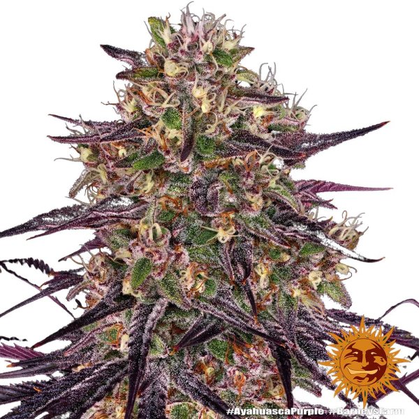 Barneys Farm Samen Ayahuasca Purple feminisiert - 3 Seeds
