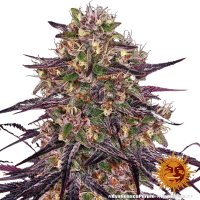 Barneys Farm Samen Ayahuasca Purple feminisiert - 3 Seeds