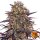 Barneys Farm Samen Ayahuasca Purple feminisiert - 3 Seeds