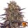 Barneys Farm Samen Ayahuasca Purple feminisiert - 3 Seeds