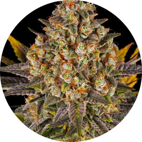 Barneys Farm Banana Punch (3 seeds pack)