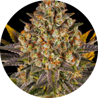 Barneys Farm Banana Punch (3 seeds pack)