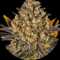 Barneys Farm Samen Banana Punch feminisiert - 3 Seeds