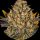 Barneys Farm Samen Banana Punch feminisiert - 3 Seeds