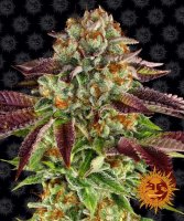 Barneys Farm Samen Biscotti Mintz feminisiert - 3 Seeds