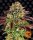 Barneys Farm Samen Biscotti Mintz feminisiert - 3 Seeds