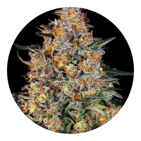 Barneys Farm Samen Bubba Kush feminisiert - 3 Seeds