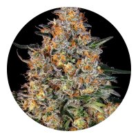 Barneys Farm Samen Bubba Kush feminisiert - 3 Seeds