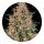 Barneys Farm Samen Bubba Kush feminisiert - 3 Seeds