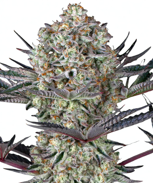 Barneys Farm Dos Si Dos 33 (3 seeds pack)
