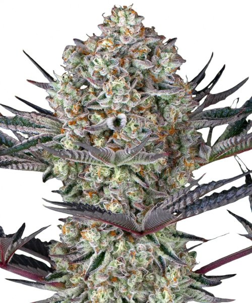 Barneys Farm Samen Dos Si Dos 33 feminisiert - 3 Seeds
