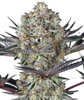 Barneys Farm Samen Dos Si Dos 33 feminisiert - 3 Seeds