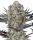 Barneys Farm Dos Si Dos 33 (3 seeds pack)