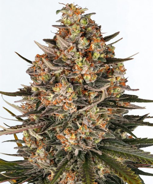 Barneys Farm Lemon Drizzle - 3 Seeds