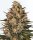 Barneys Farm Samen Lemon Drizzle feminisiert - 3 Seeds
