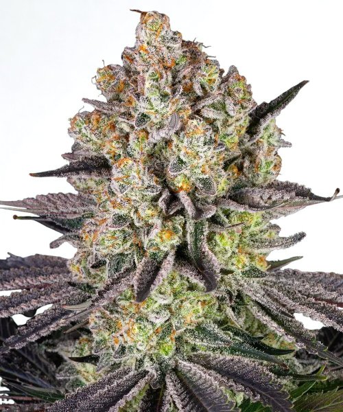 Barneys Farm Samen Runtz feminisiert - 3 Seeds