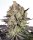 Barneys Farm Samen Runtz feminisiert - 3 Seeds
