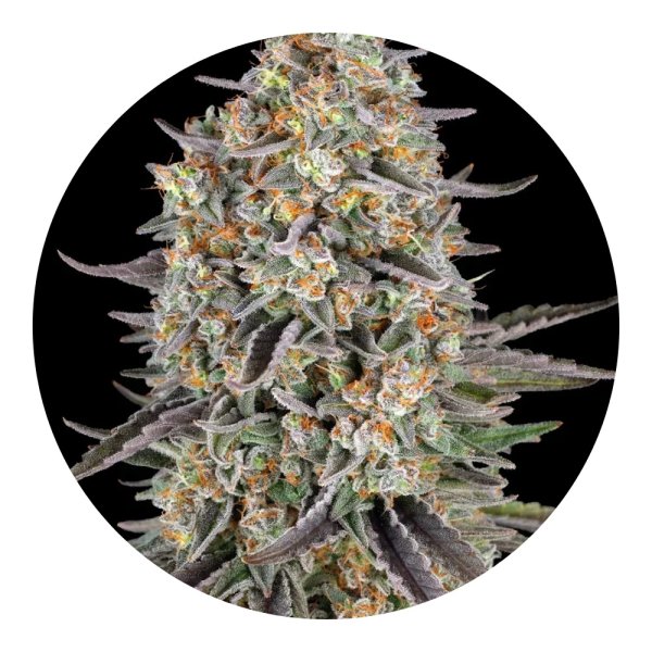 Barneys Farm Samen Sour Strawberry feminisiert - 3 Seeds