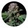 Barneys Farm Samen feminisiert - 3 Seeds