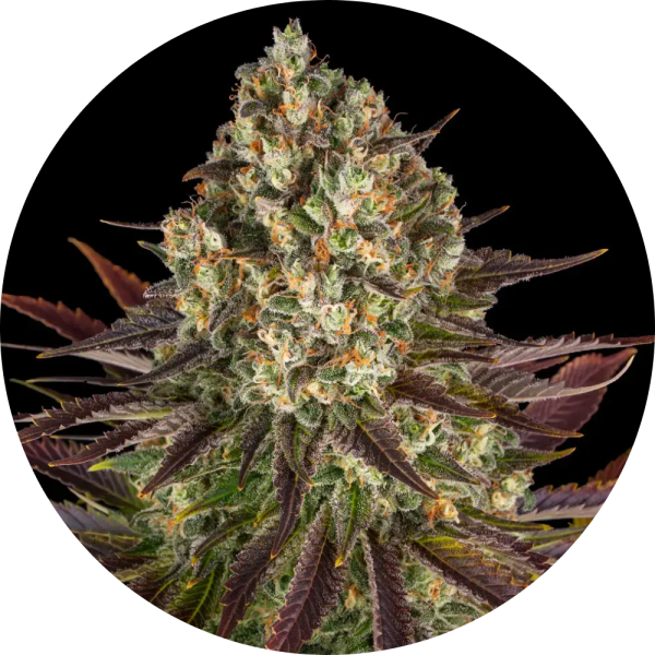 Barneys Farm Biscotti - 3 Seeds