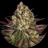 Barneys Farm Biscotti - 3 Seeds