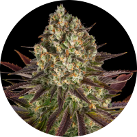 Barneys Farm Biscotti - 3 Seeds