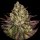 Barneys Farm Biscotti - 3 Seeds