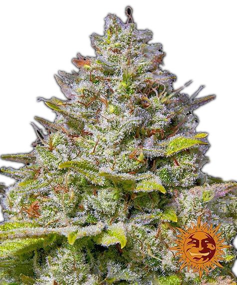 Barneys Farm Samen Blue Gelato 41 feminisiert - 3 Seeds