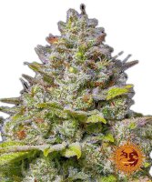 Barneys Farm Samen Blue Gelato 41 feminisiert - 3 Seeds