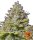 Barneys Farm Samen Blue Gelato 41 feminisiert - 3 Seeds