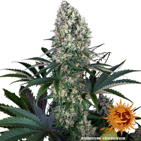 Barneys Farm Blueberry OG - 3 Seeds