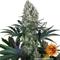 Barneys Farm Samen Blueberry OG feminisiert - 3 Seeds