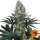 Barneys Farm Samen Blueberry OG feminisiert - 3 Seeds