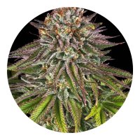 Barneys Farm Samen Critical Kush feminisiert - 3 Seeds