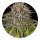 Barneys Farm Samen Critical Kush feminisiert - 3 Seeds