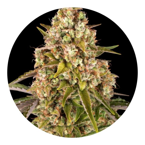 Barneys Farm Critical Kush Auto - 3 Seeds