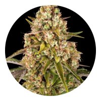 Barneys Farm Critical Kush Auto - 3 Seeds