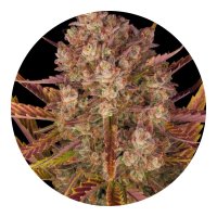 Barneys Farm Dos Si Dos Auto - 3 Seeds