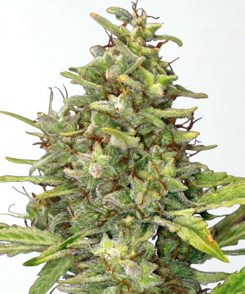 Barneys Farm G13 Haze - 3 Seeds