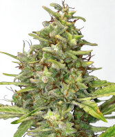 Barneys Farm G13 Haze - 3 Seeds