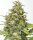 Barneys Farm G13 Haze - 3 Seeds